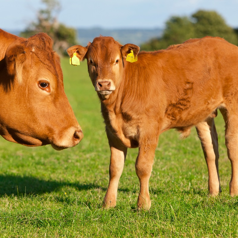 家畜業界向けRFID導入事例